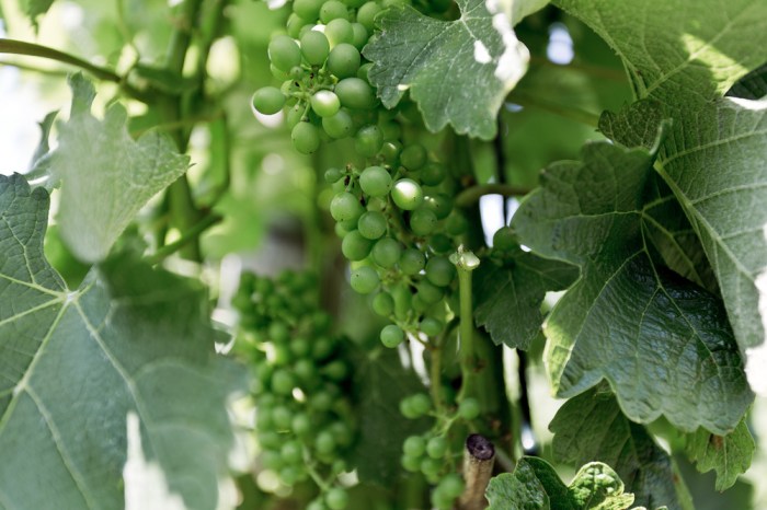 Weingut_Eichholz_Jenins_Irene_Gruenenfelder_5