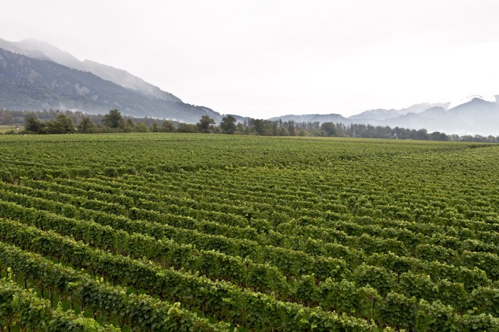 gantenbein_wein_flaesch_14